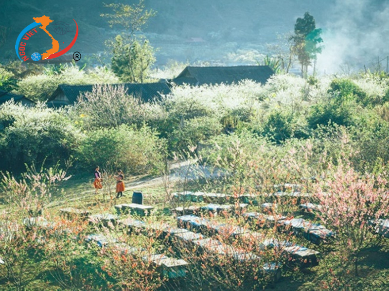 SAPA - FANSIPAN - LAI CHÂU - ĐIỆN BIÊN - SƠN LA - MỘC CHÂU - MAI CHÂU