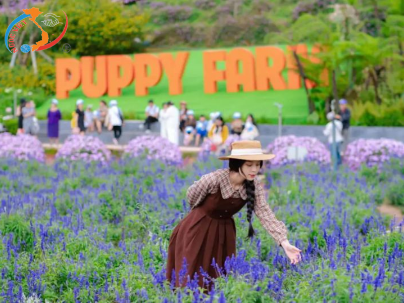 TOUR ĐÀ LẠT 3 NGÀY - KDL MONGO LAND - FRESH GARDEN - SAMTEN HILLS