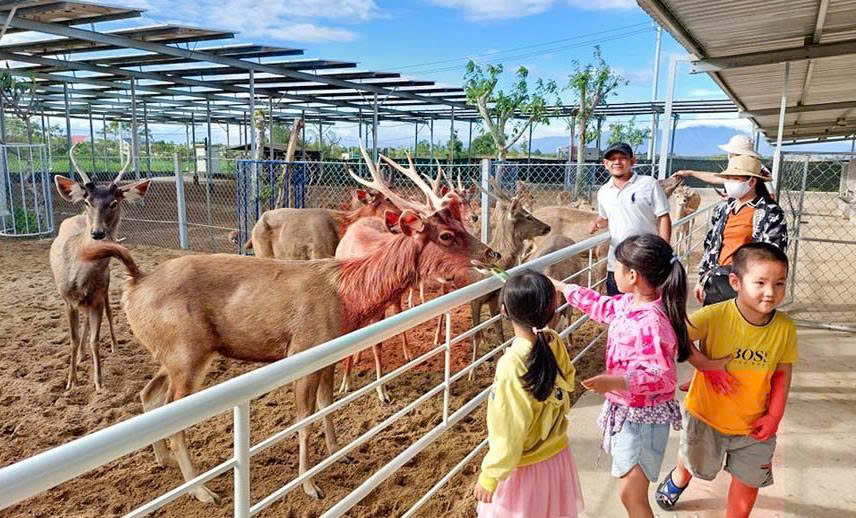 TOUR NINH CHỮ - VĨNH HY - HANG RÁI - TIÊN TIẾN FARM & ZOO-3 NGÀY + TEAM BUILDING & GALA DINNER
